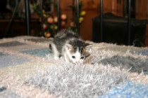 Image #8 of 24 - click to view full size